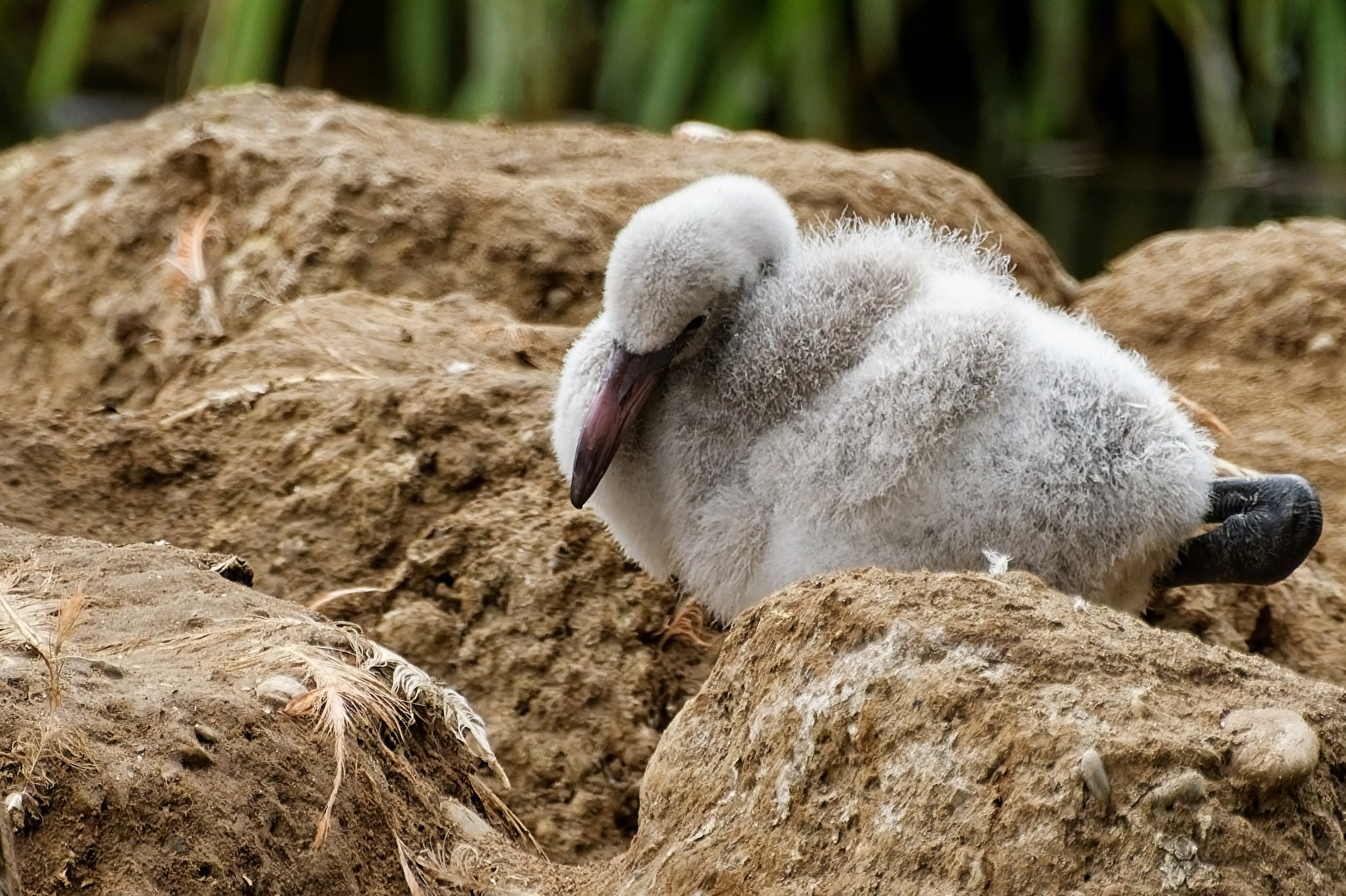 junger Flamingo
