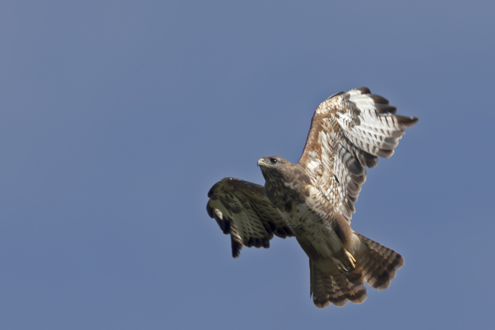 Bussard im Suchflug
