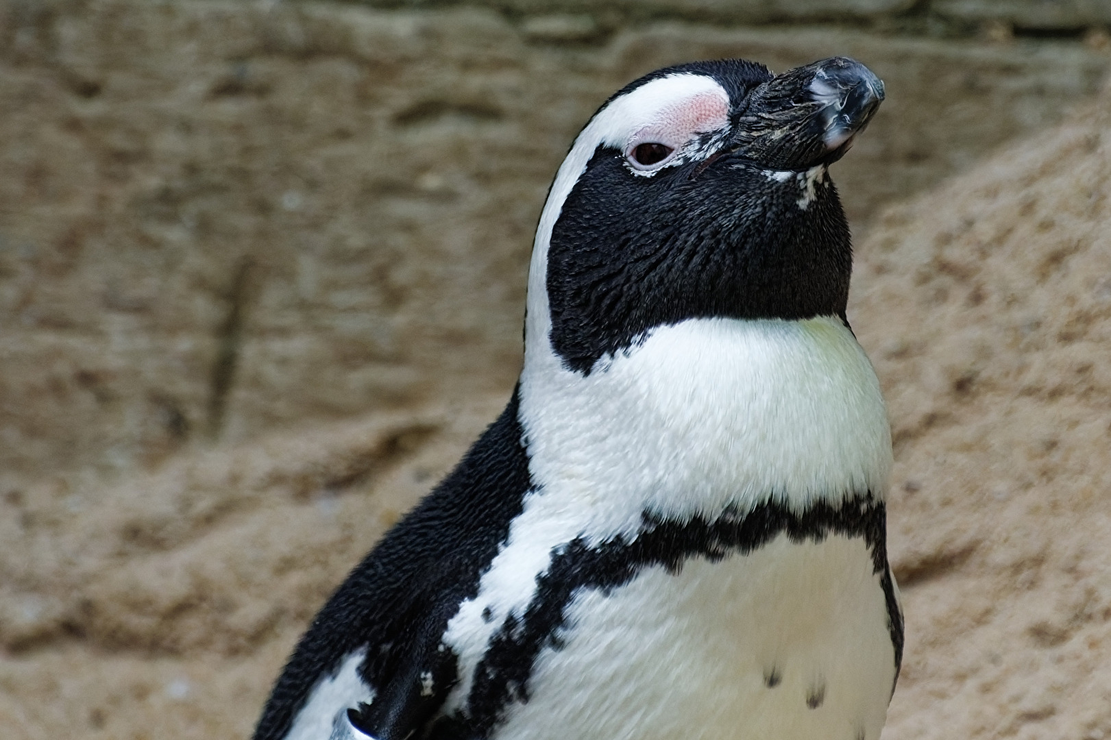 Pinguin