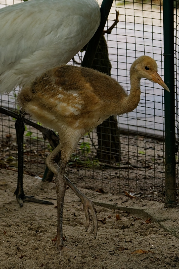 junger Mandschurenkranich