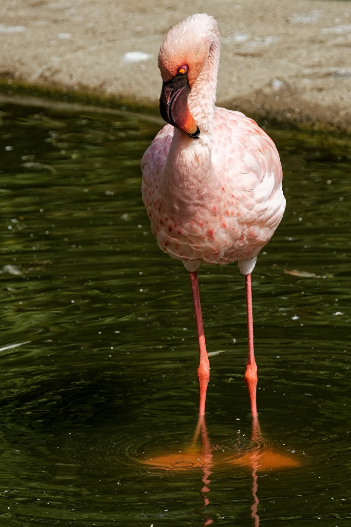 Flamingo