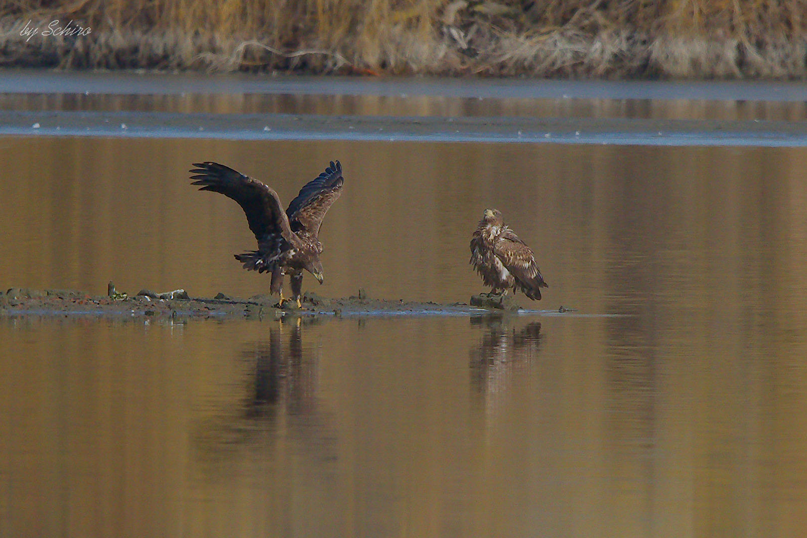 Junge Seeadler