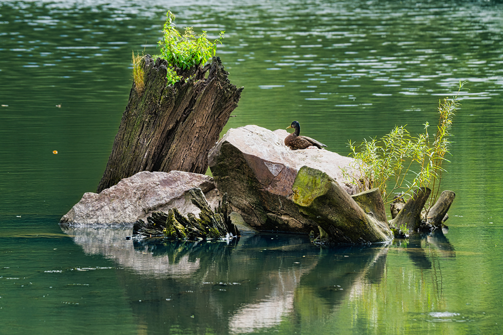 Ente auf exklusivem Platz