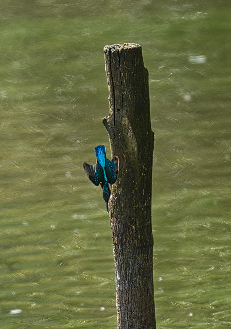 Eisvogel im Sturzflug