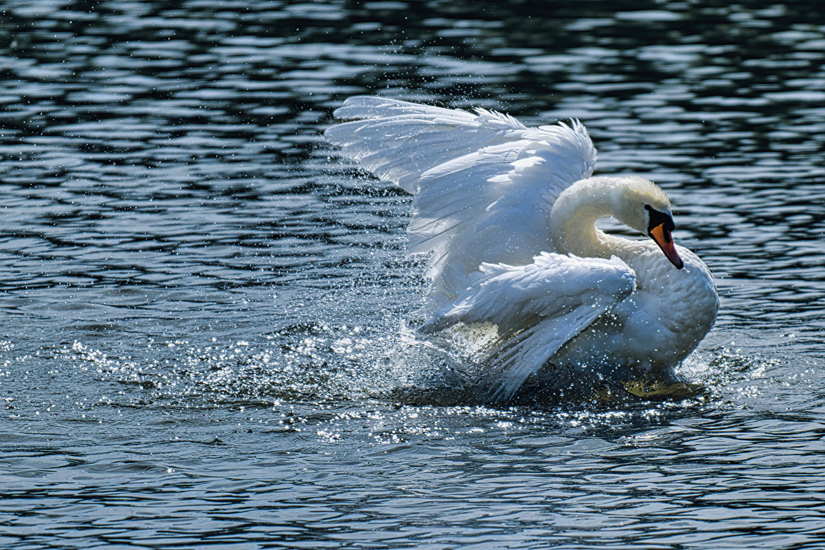badender Schwan