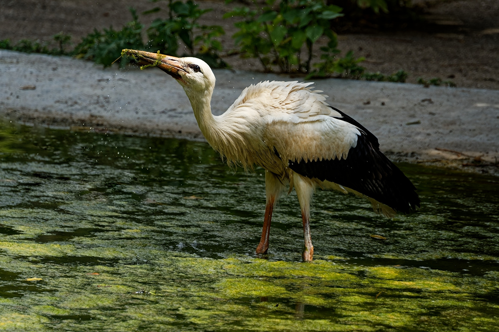 Storch
