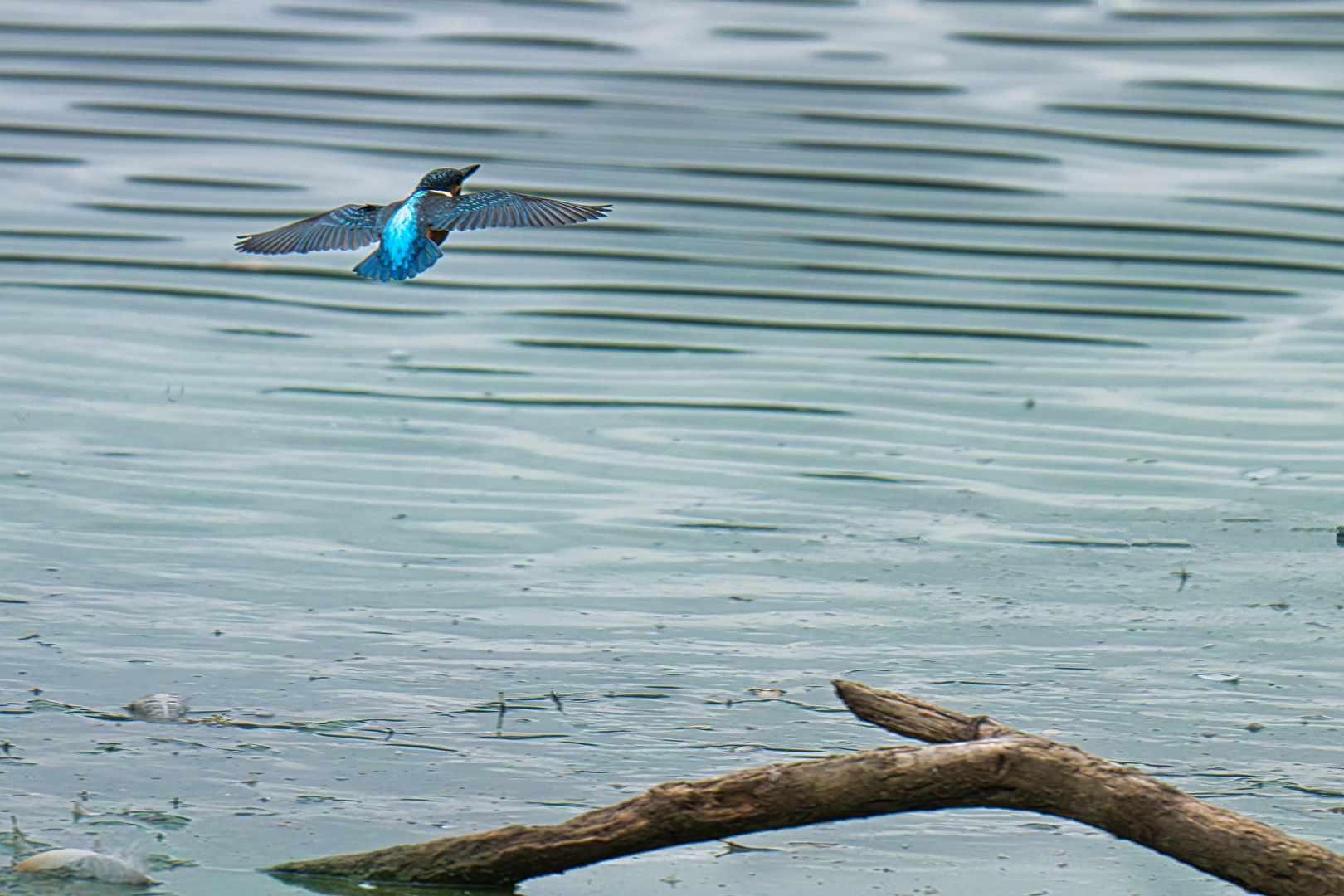 Eisvogel sucht sich anderen Platz zum Fischen