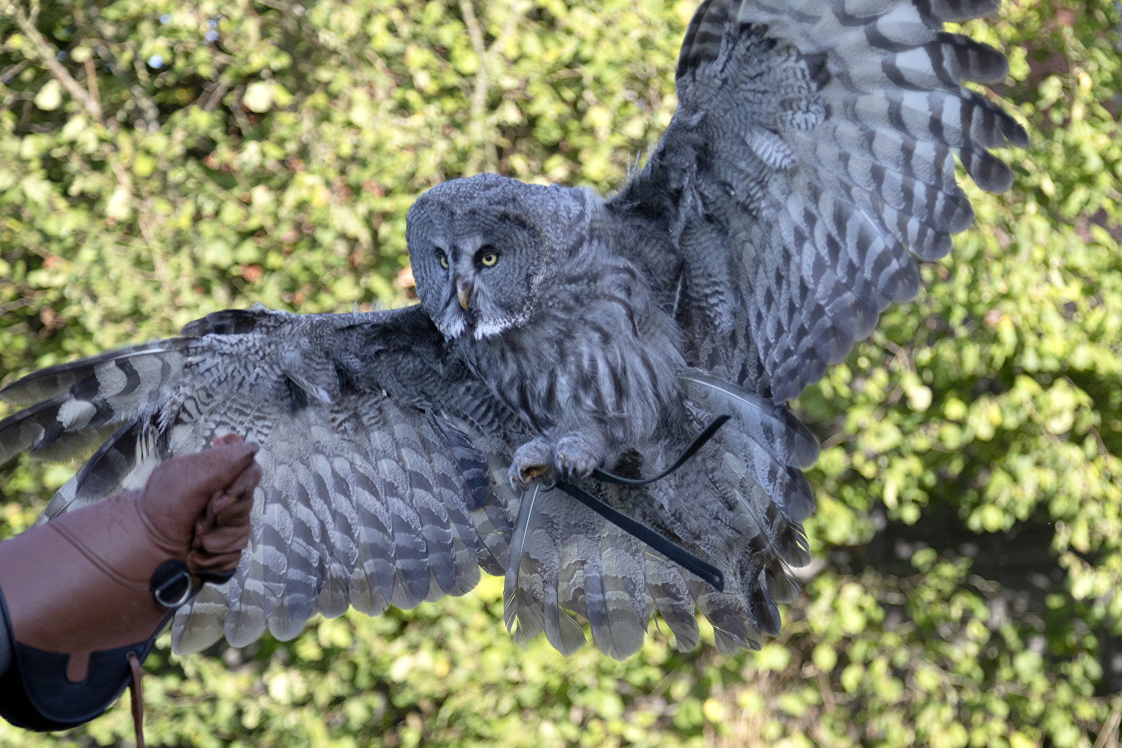 Bartkauz im Anflug