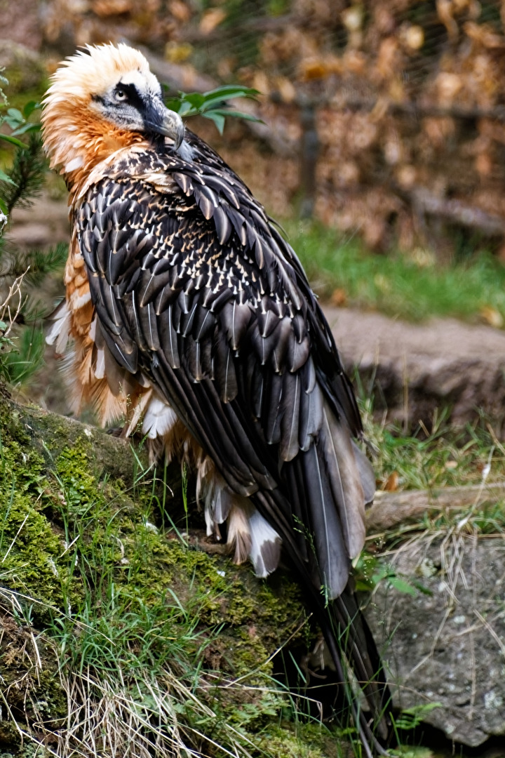 Bartgeier