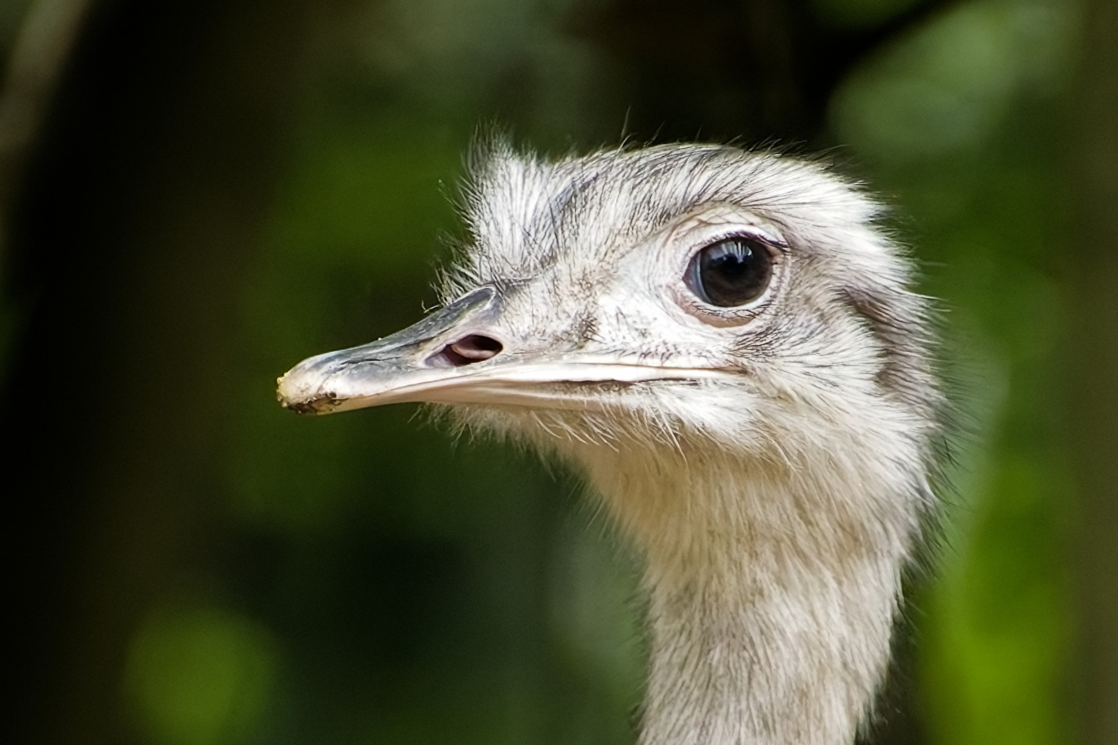 Nandu