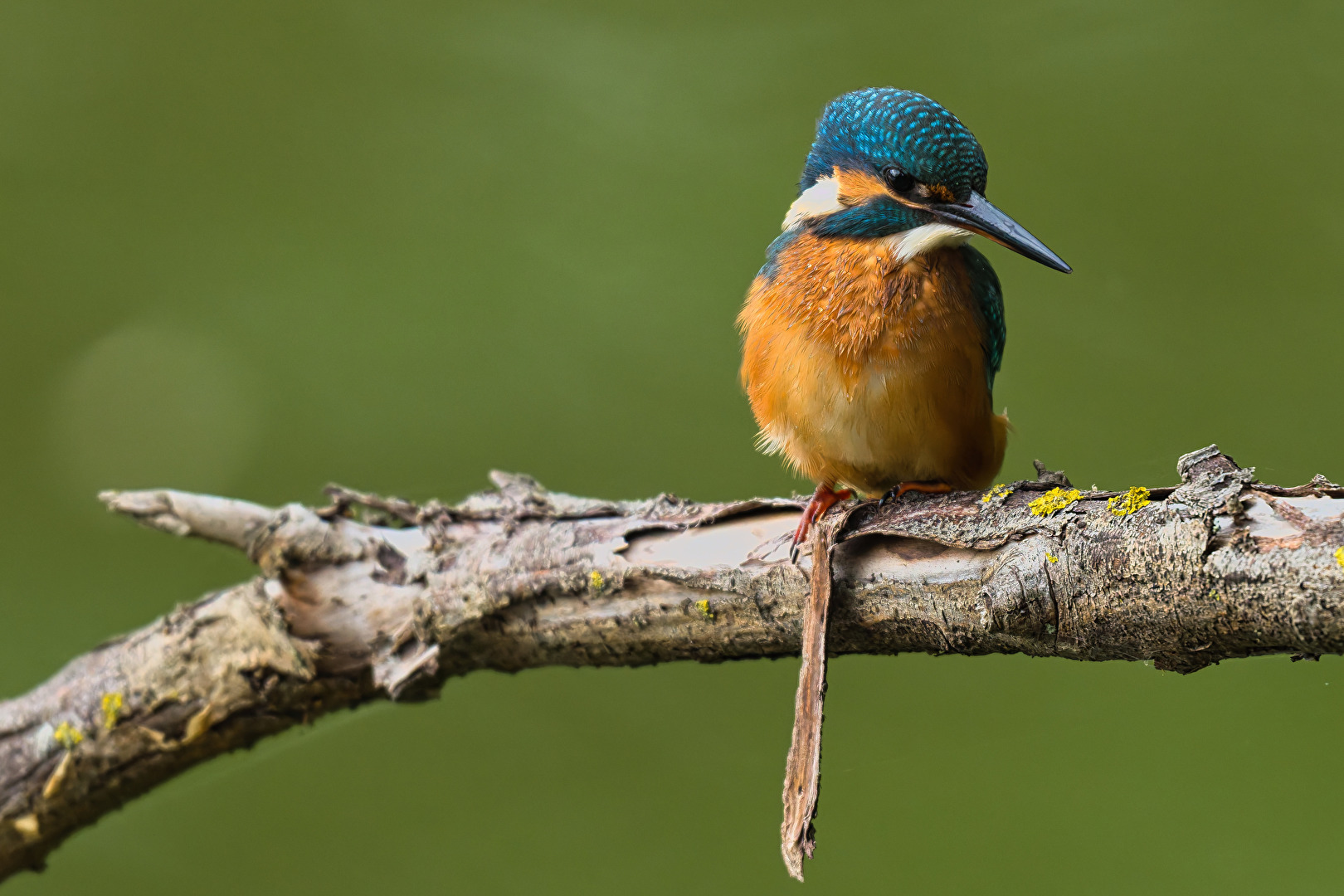 Eisvogel