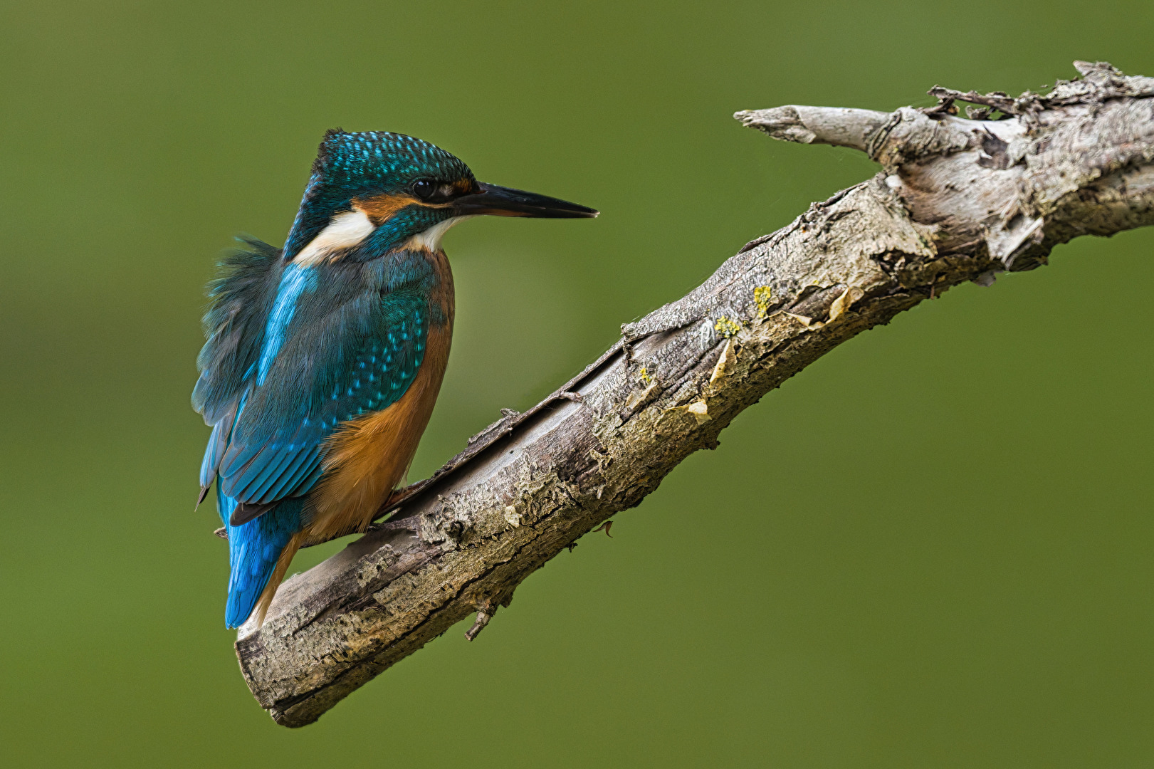 Eisvogel mit Rückenwind