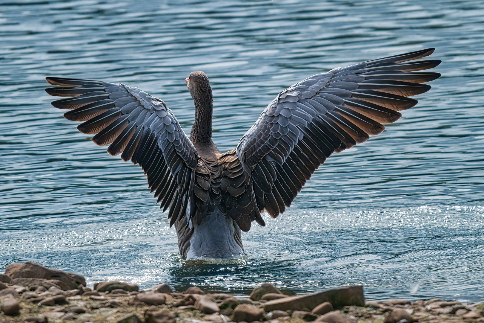 Flügelschlag einer Graugans