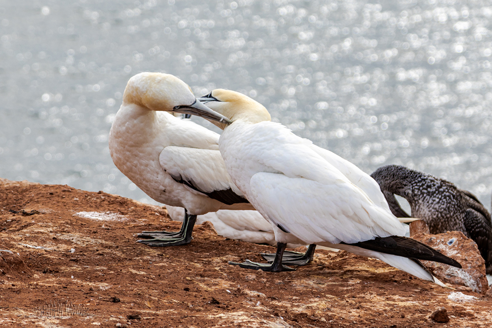 Helgoland - Basstölpel