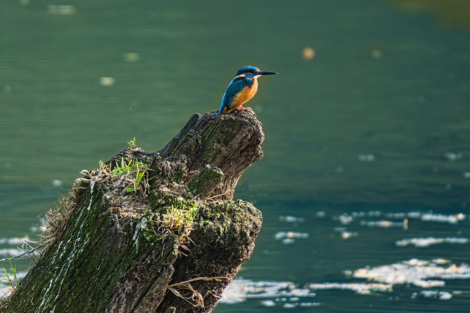 Eisvogel auf einsamen P(f)osten