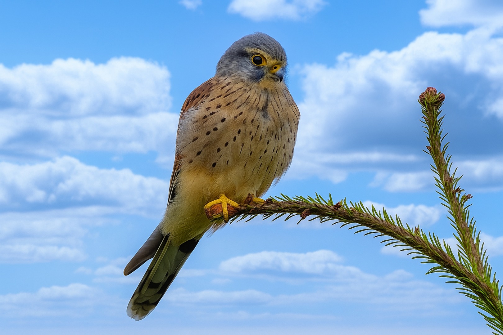Vögel