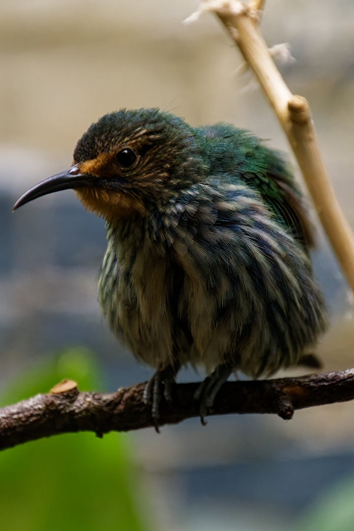 Kobaltnaschvogel Weibchen