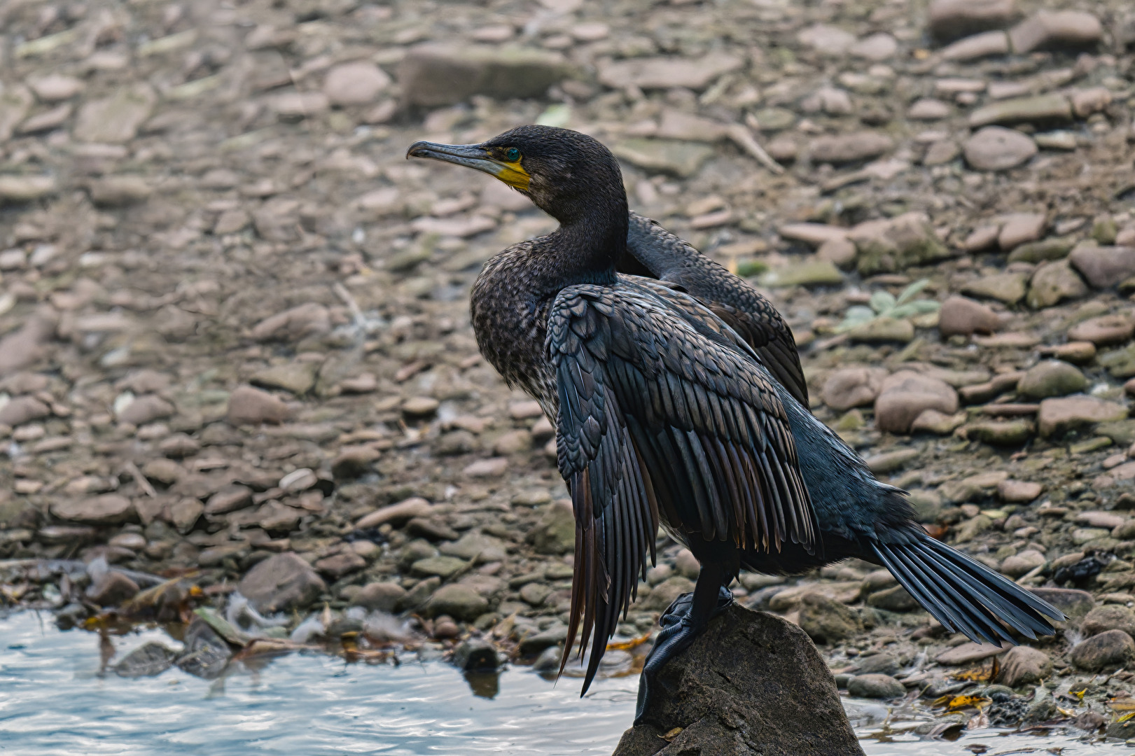 Kormoran