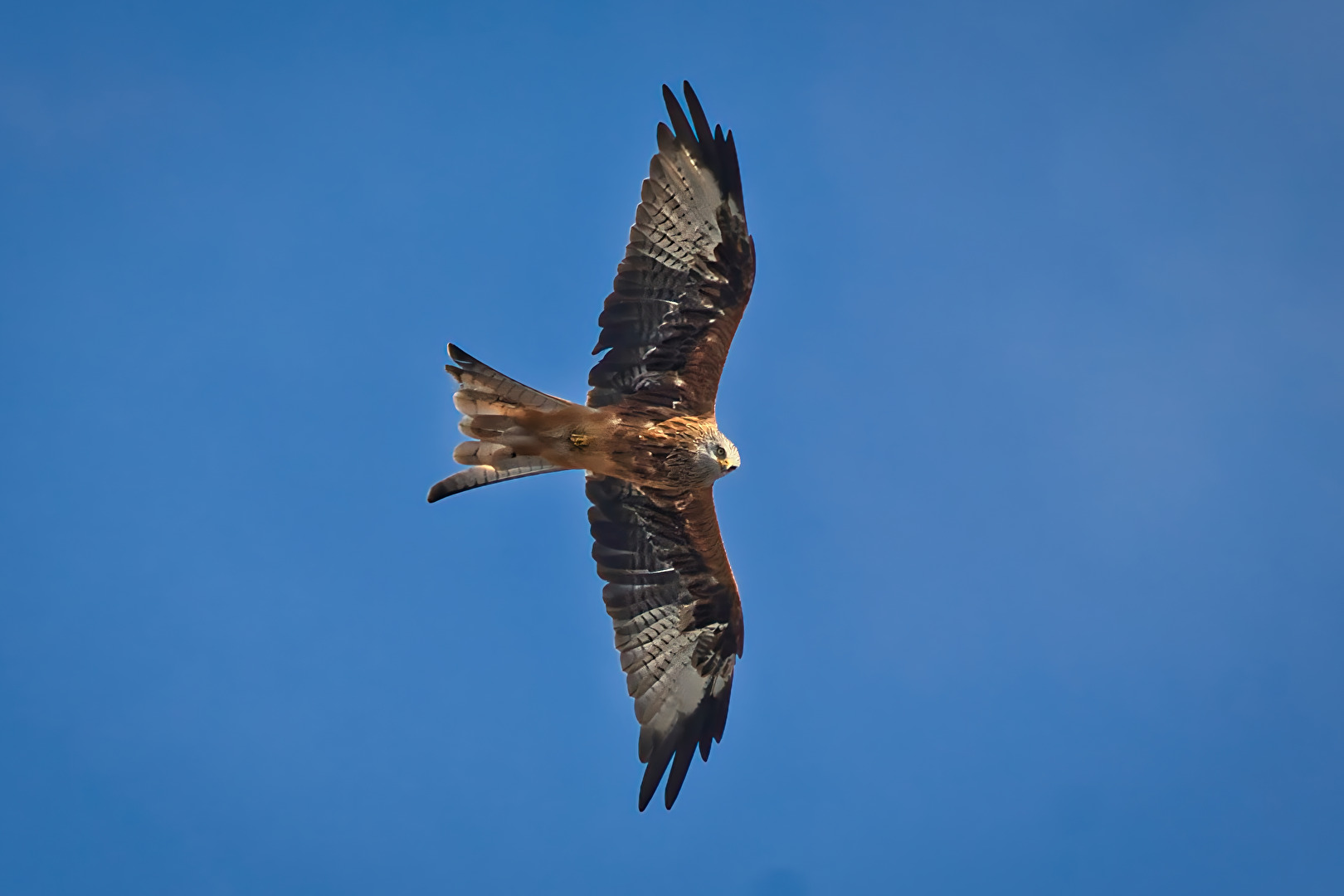 meistens sind sie zu zweit...