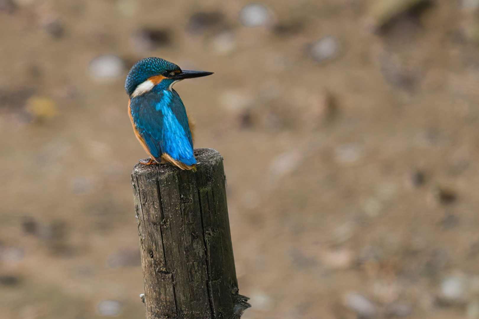 Eisvogel auf Ansitz