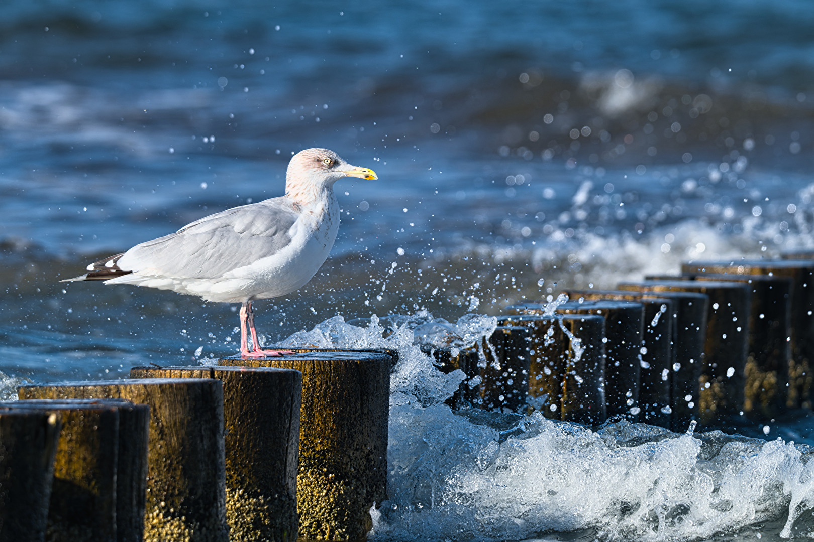 Möwe auf Wellenbrecher
