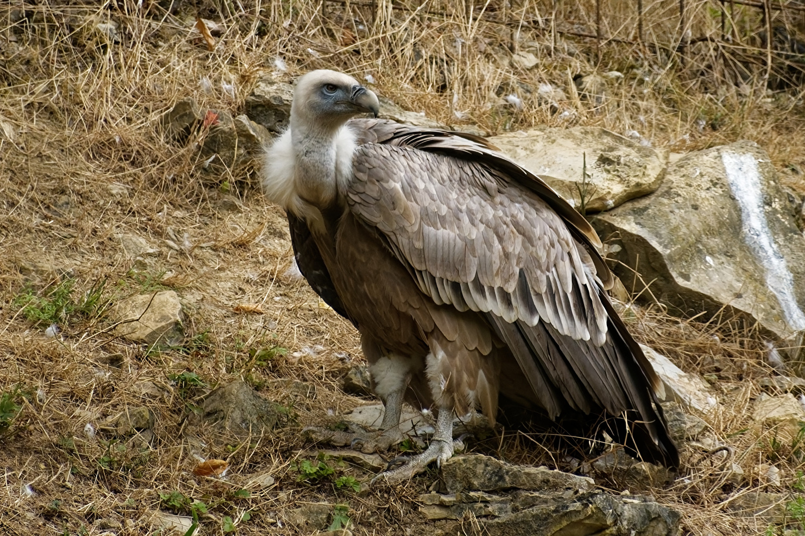 Gänsegeier