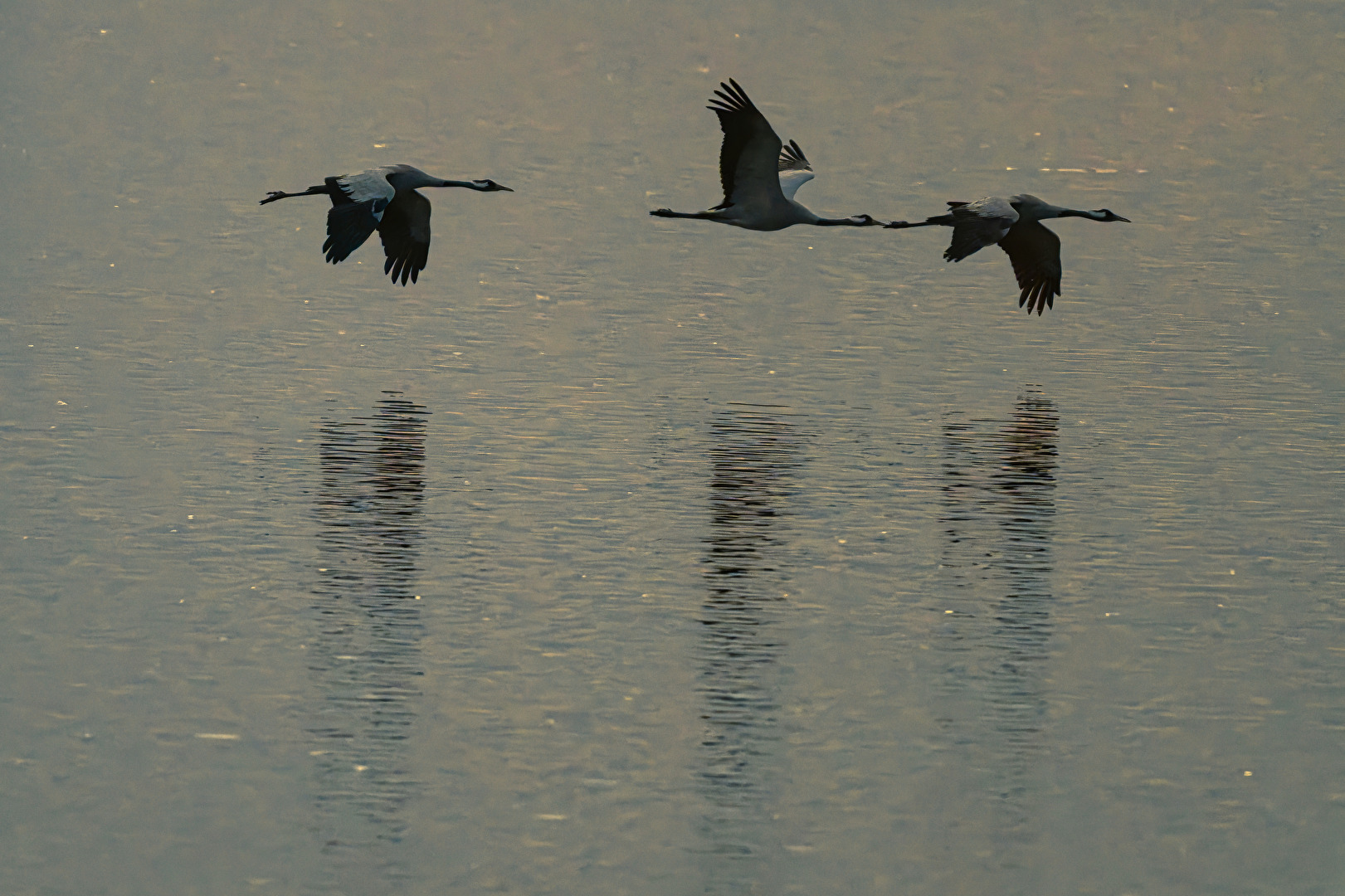 Kraniche über dem Bodden