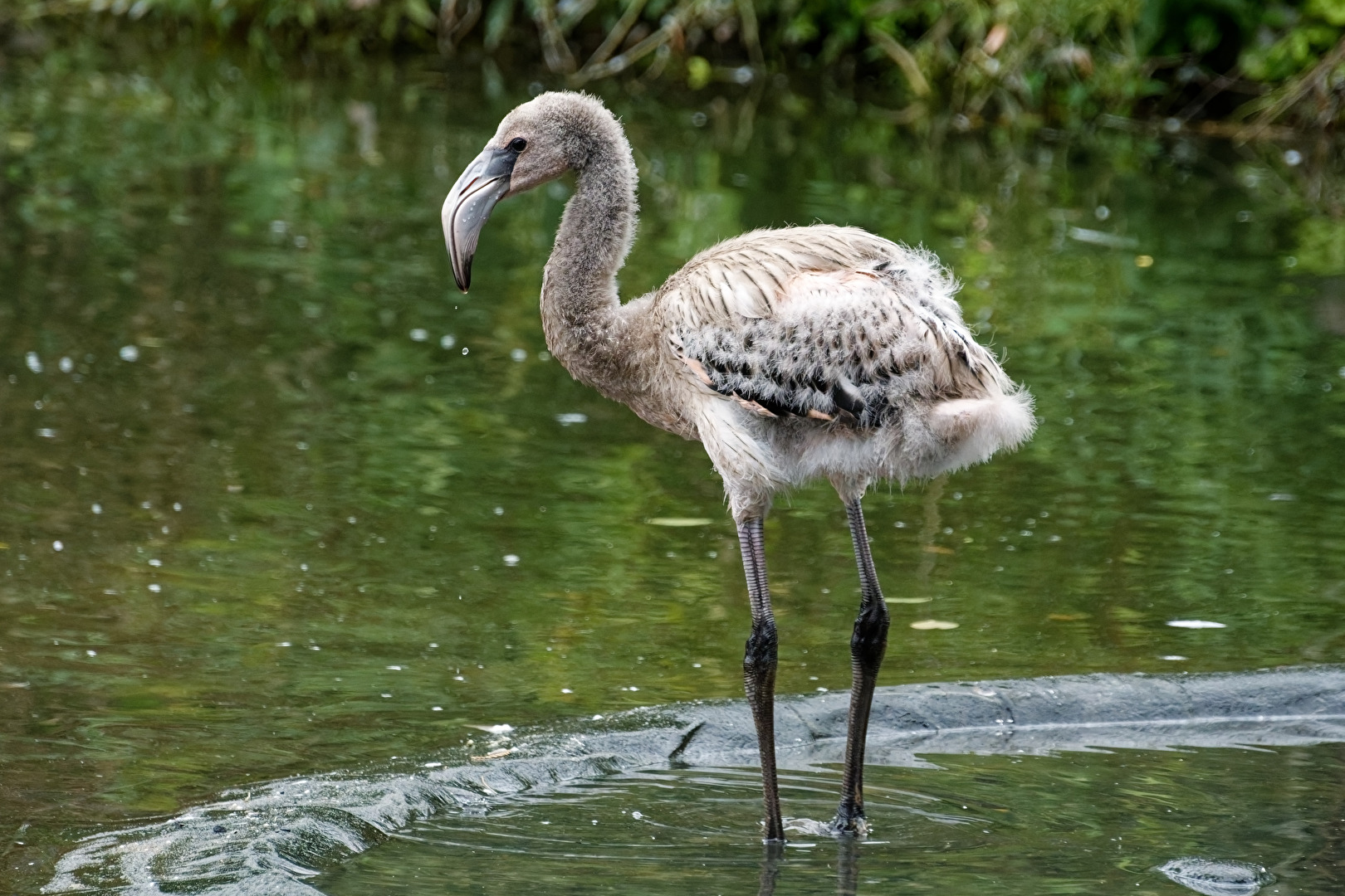 junger Flamingo