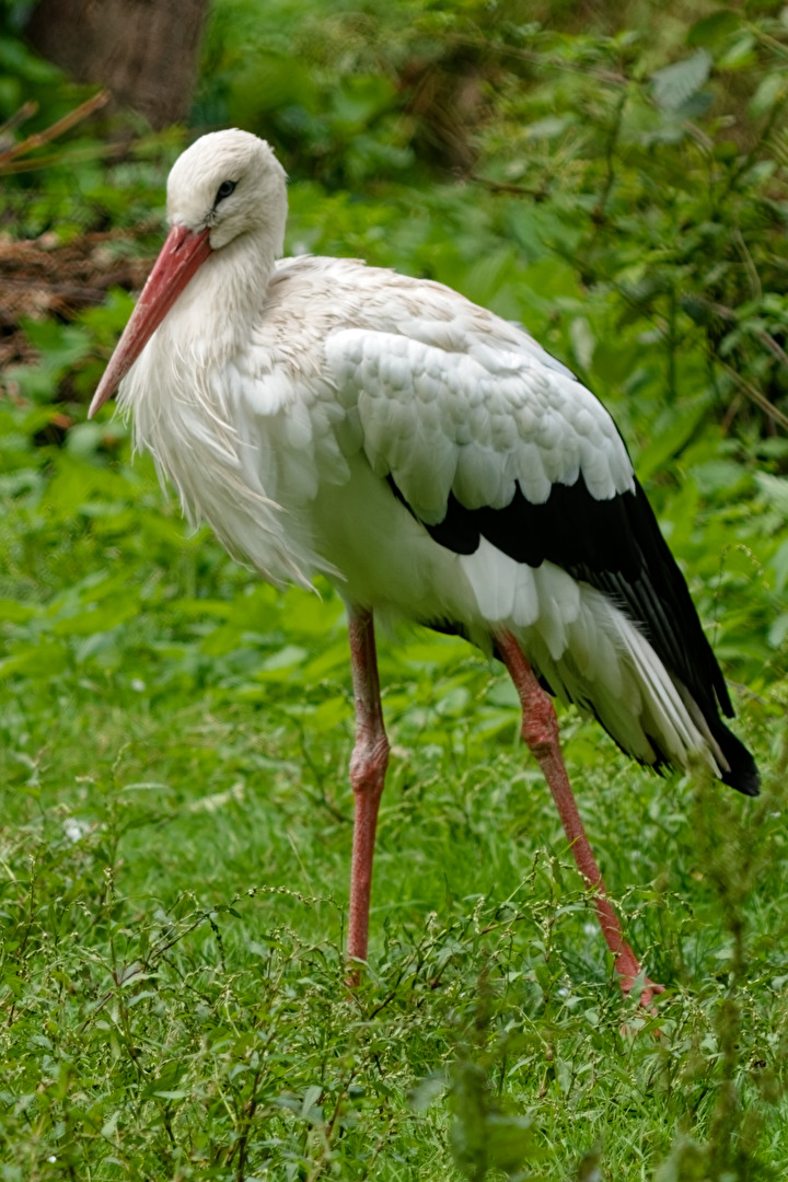Storch