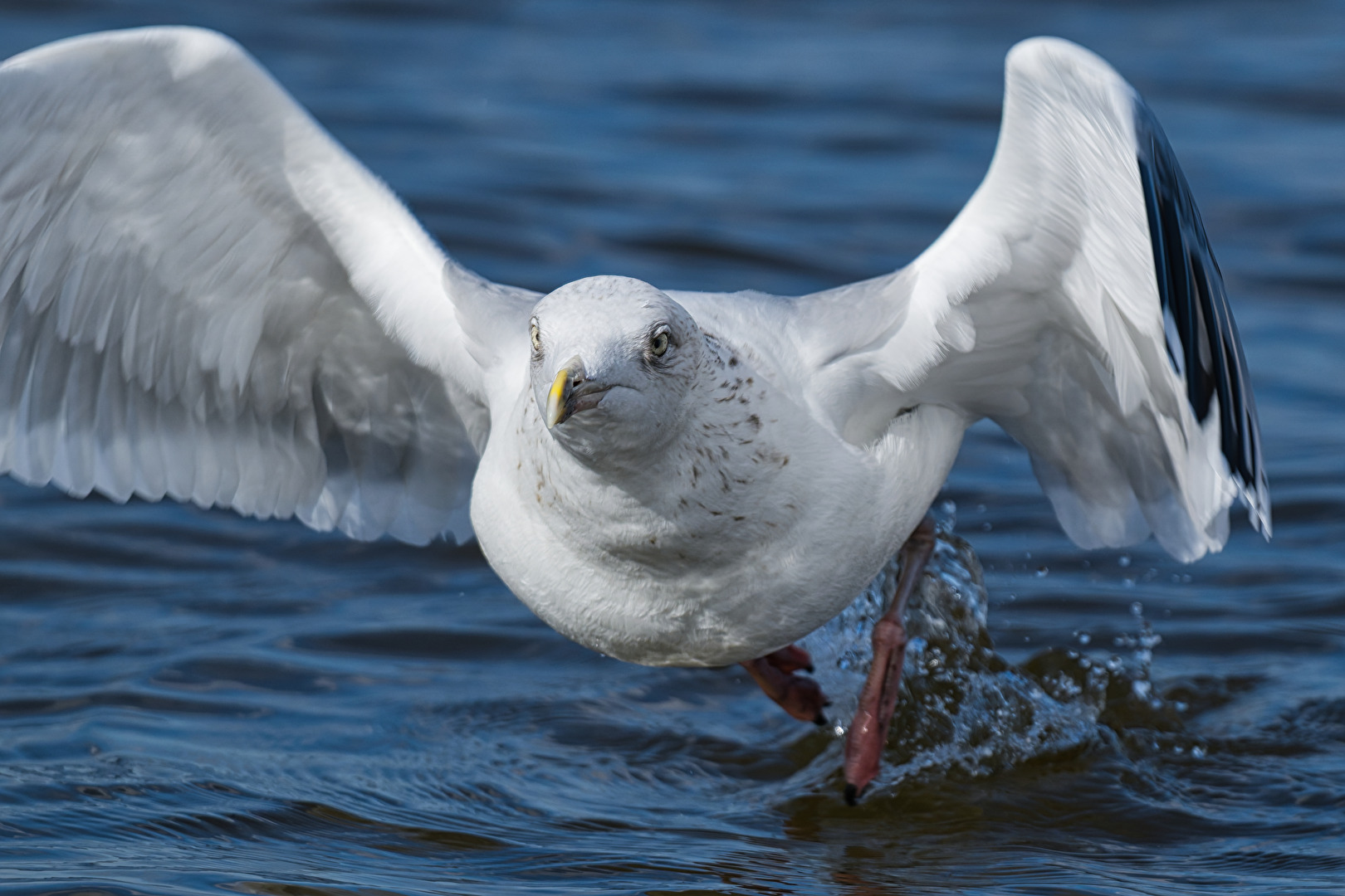 Möwe fliegt auf mich zu