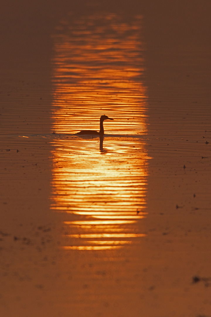 Haubentaucher im Morgenlicht