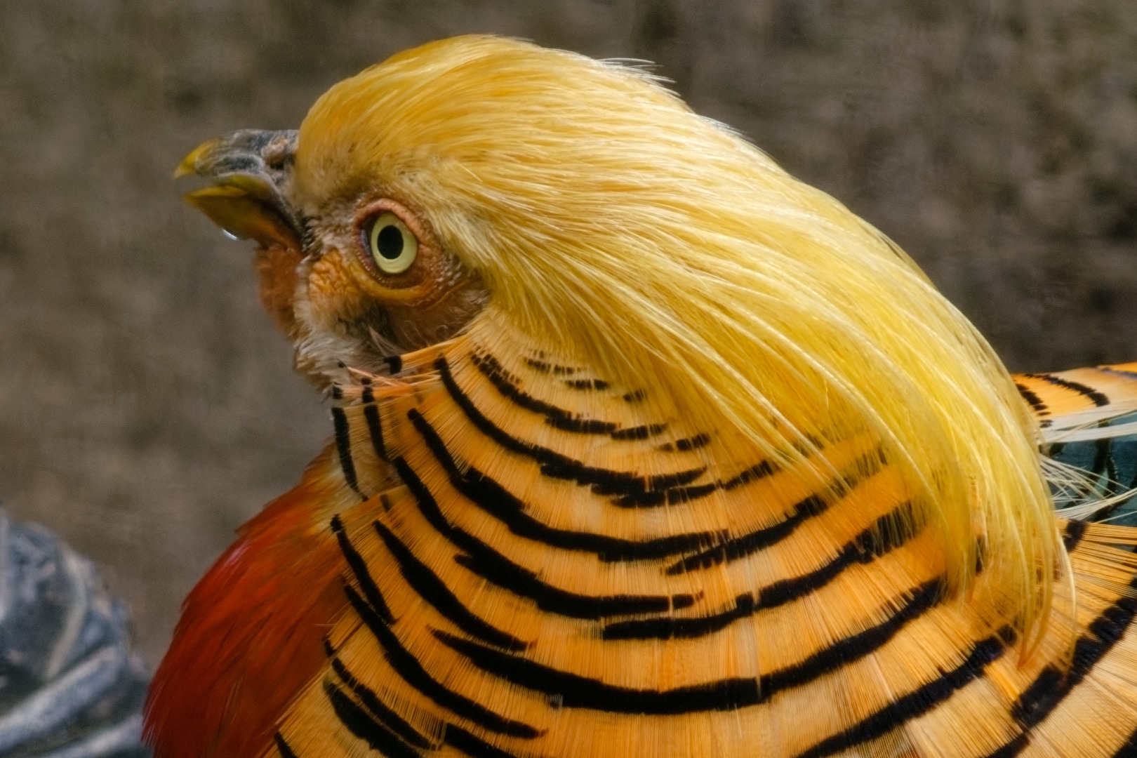 Goldfasan