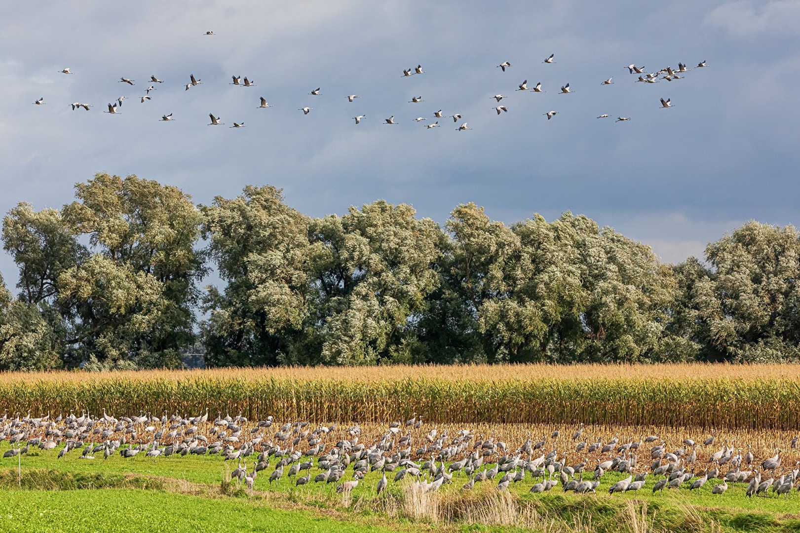 Kranichbeobachtung Fischland-Darß