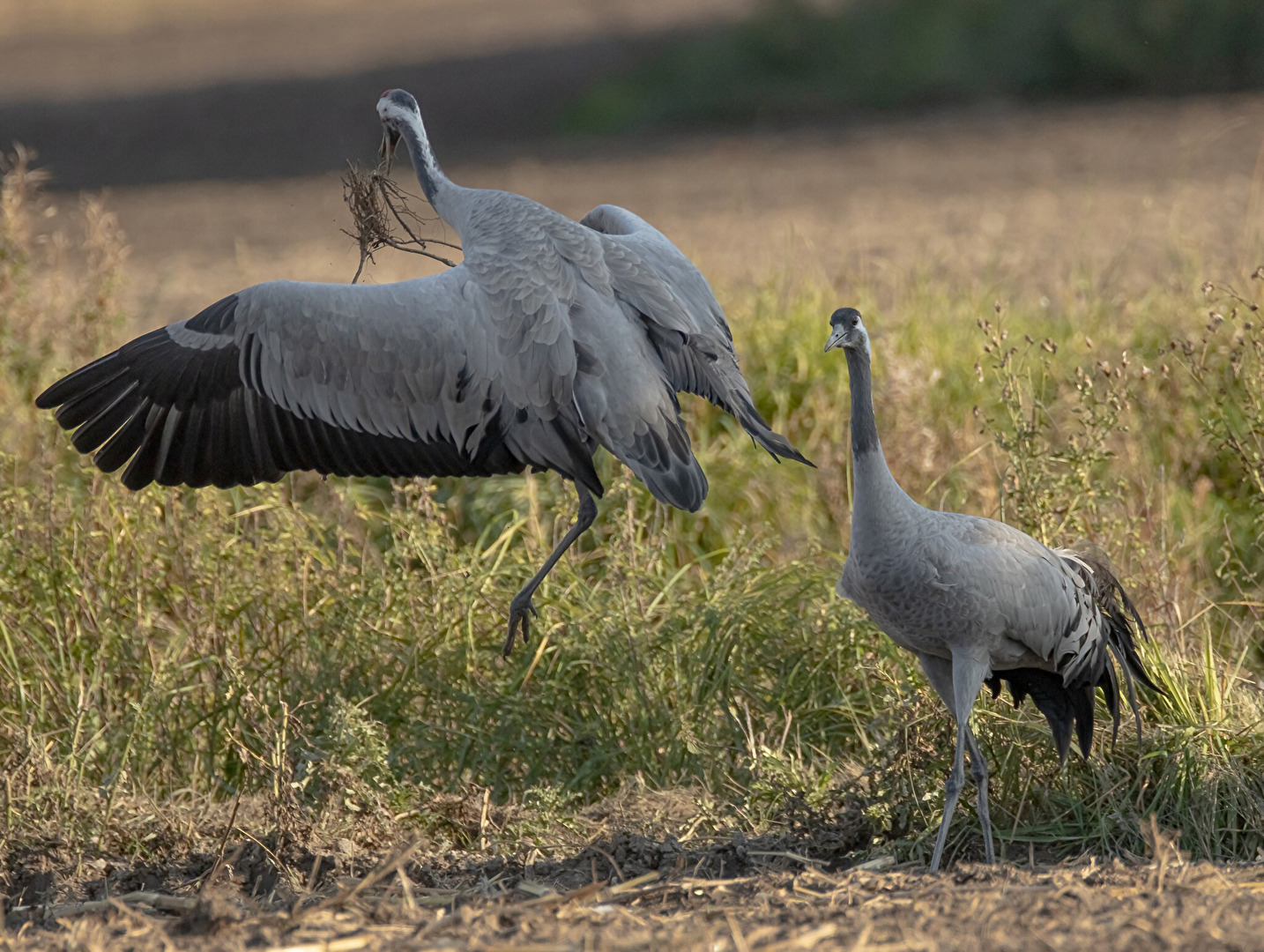 Kraniche in Fischland-Darß