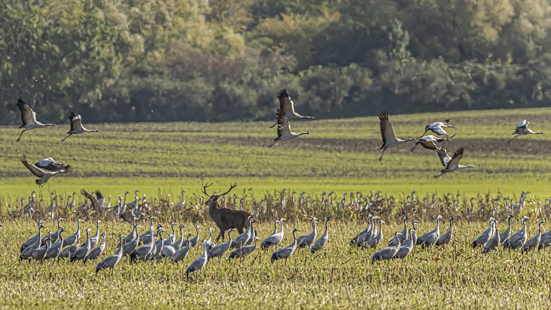 Kraniche in Fischland-Darß