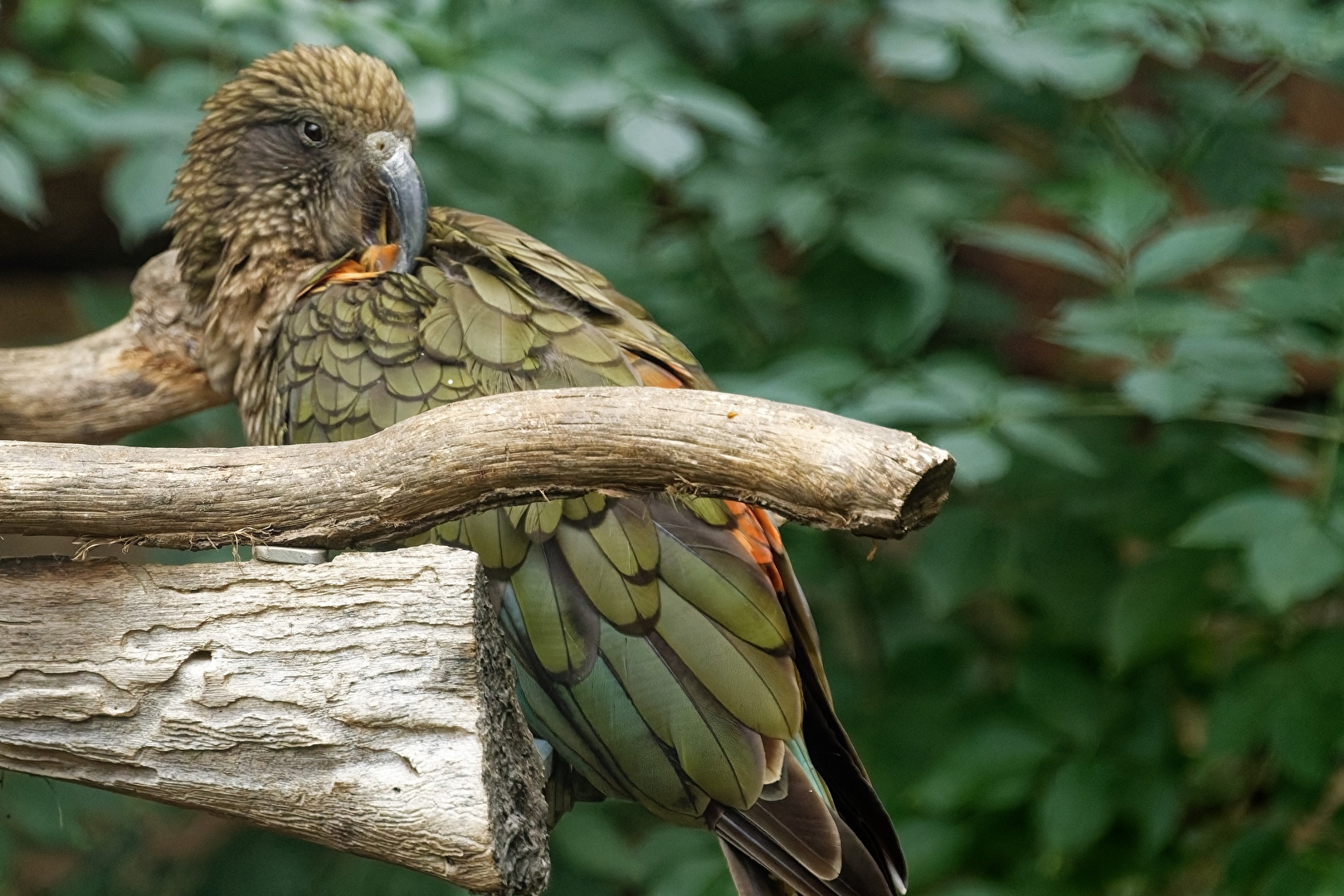 Kea
