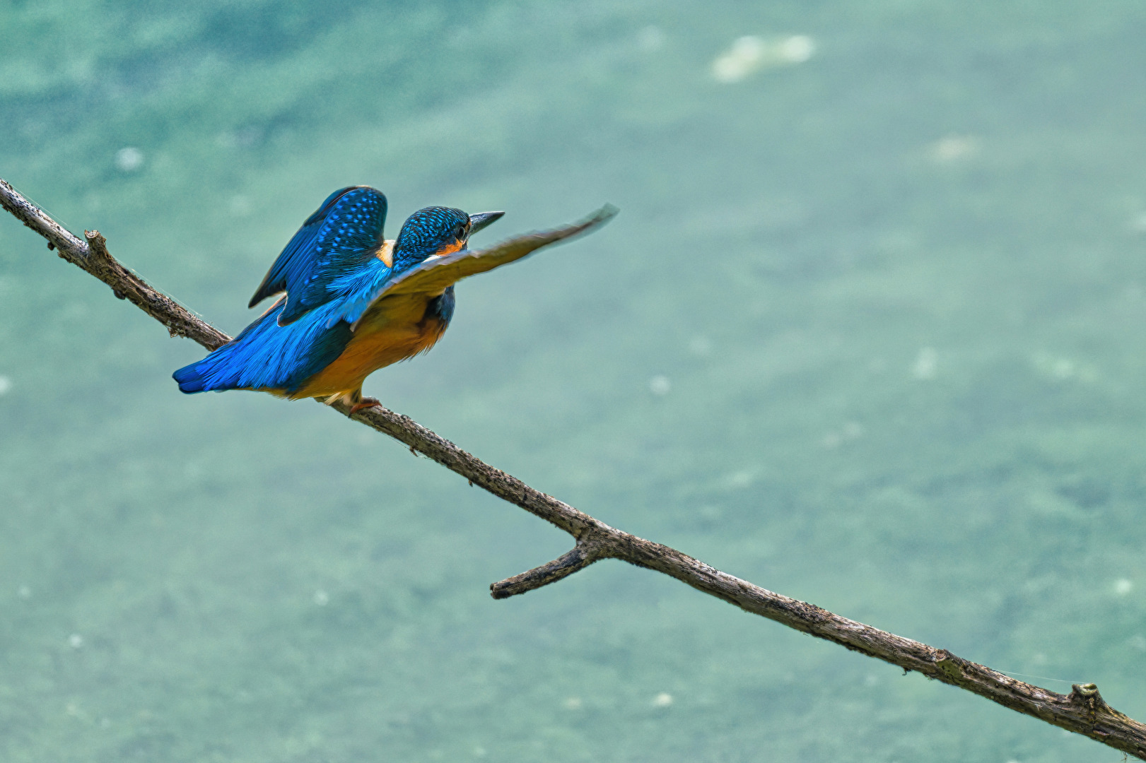 Eisvogel ... und tschüß