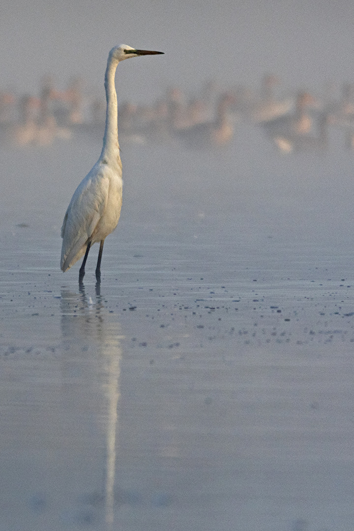 Aufmerksam wie immer