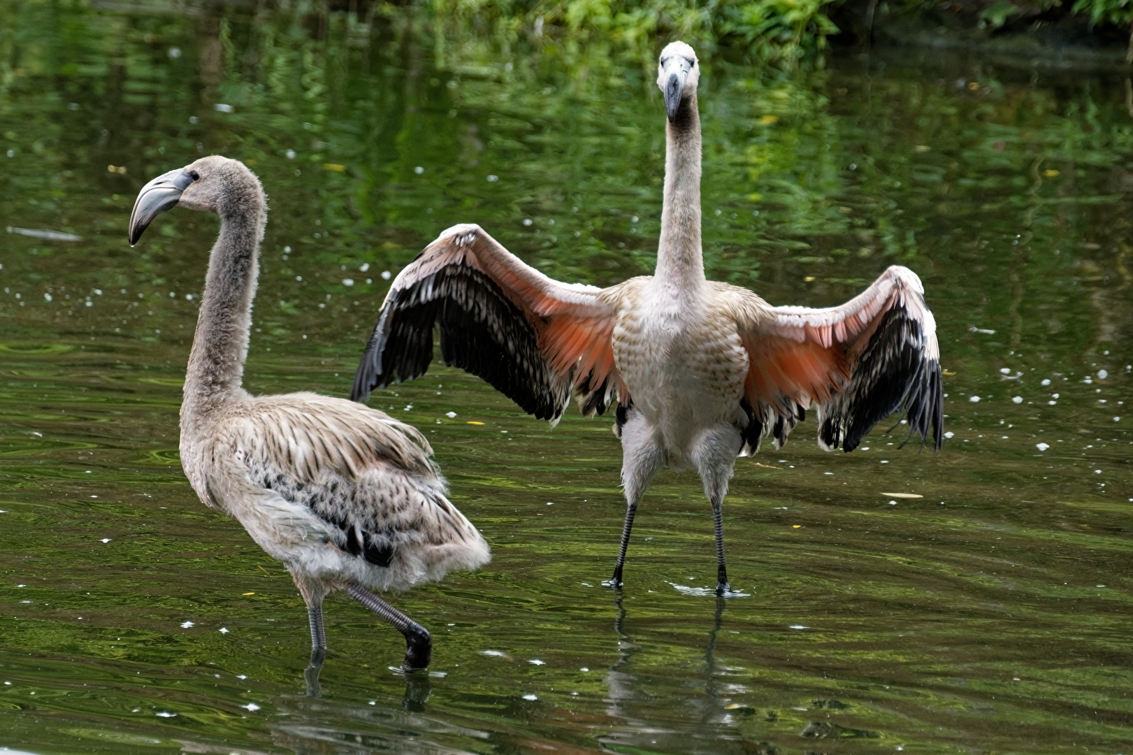 junge Flamingo's