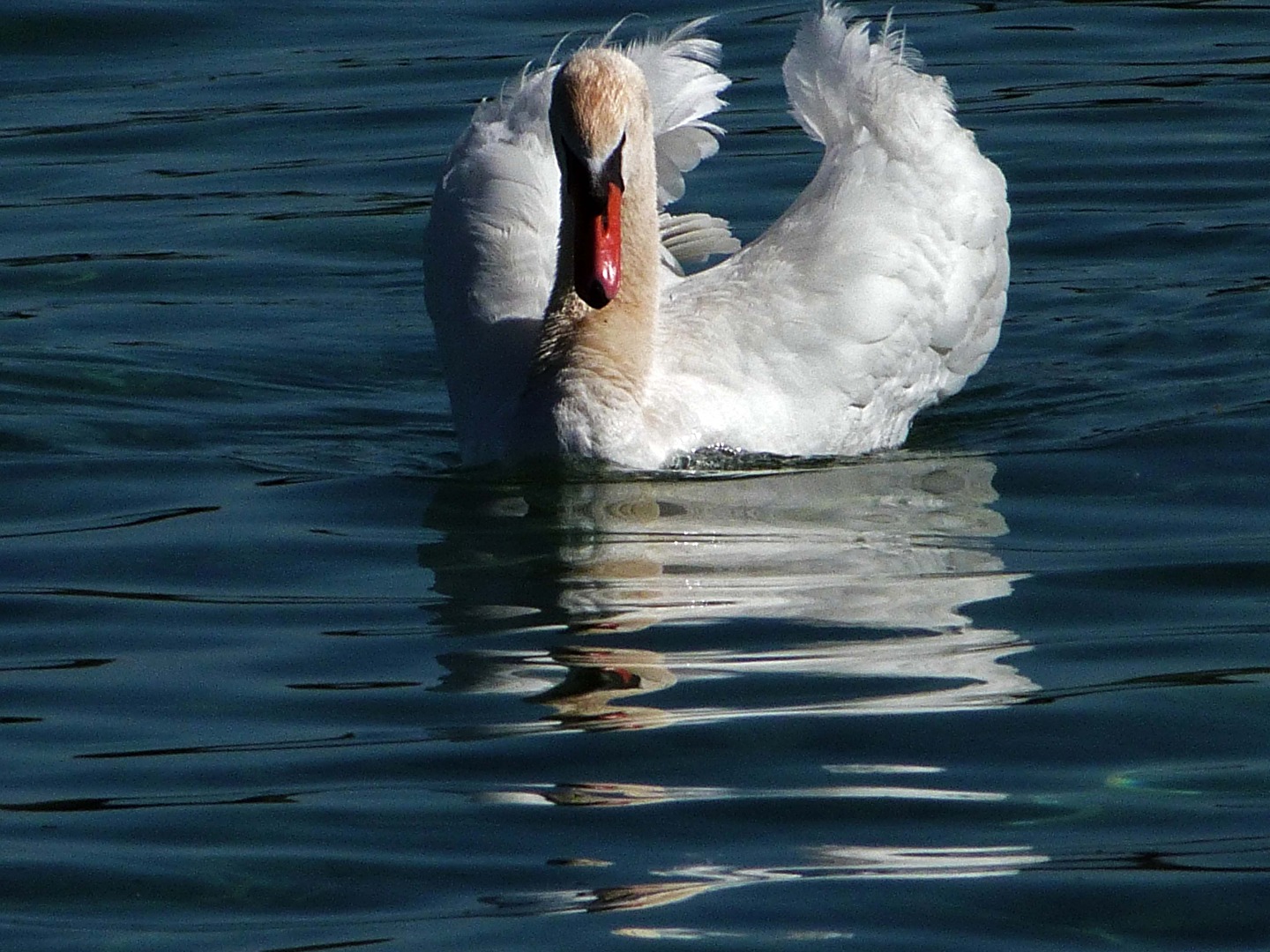 Ein weißer Schwan ziehet den Kahn .... .