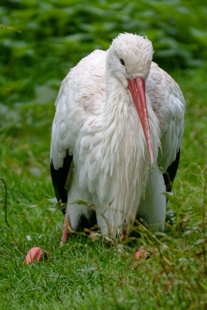 Storch