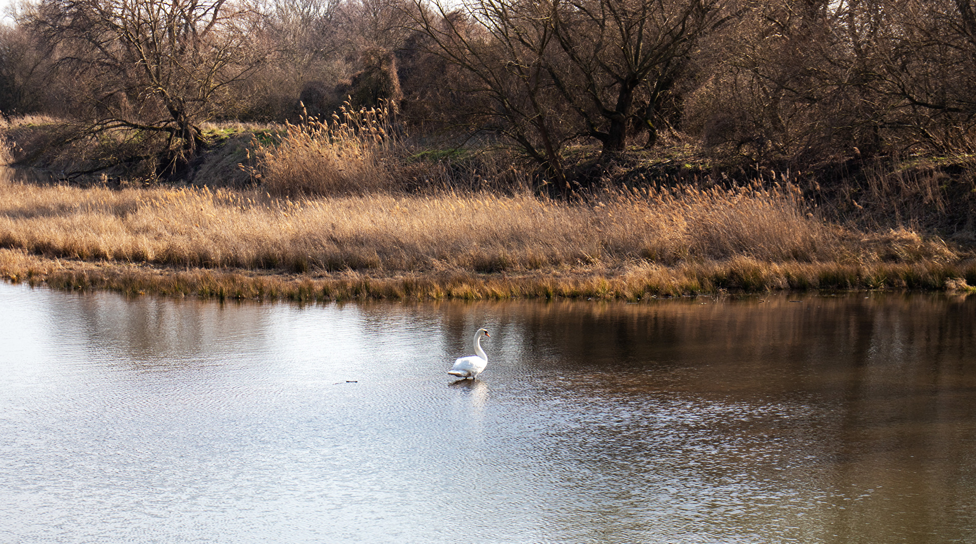 Allein auf dem Teich