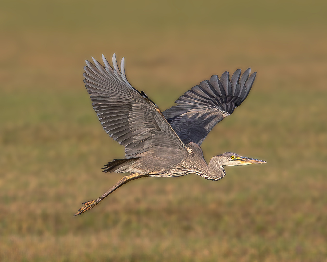 Von der Abendsonne angestrahlt . . .