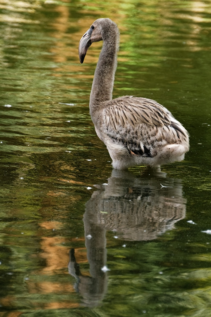 junger Flamingo