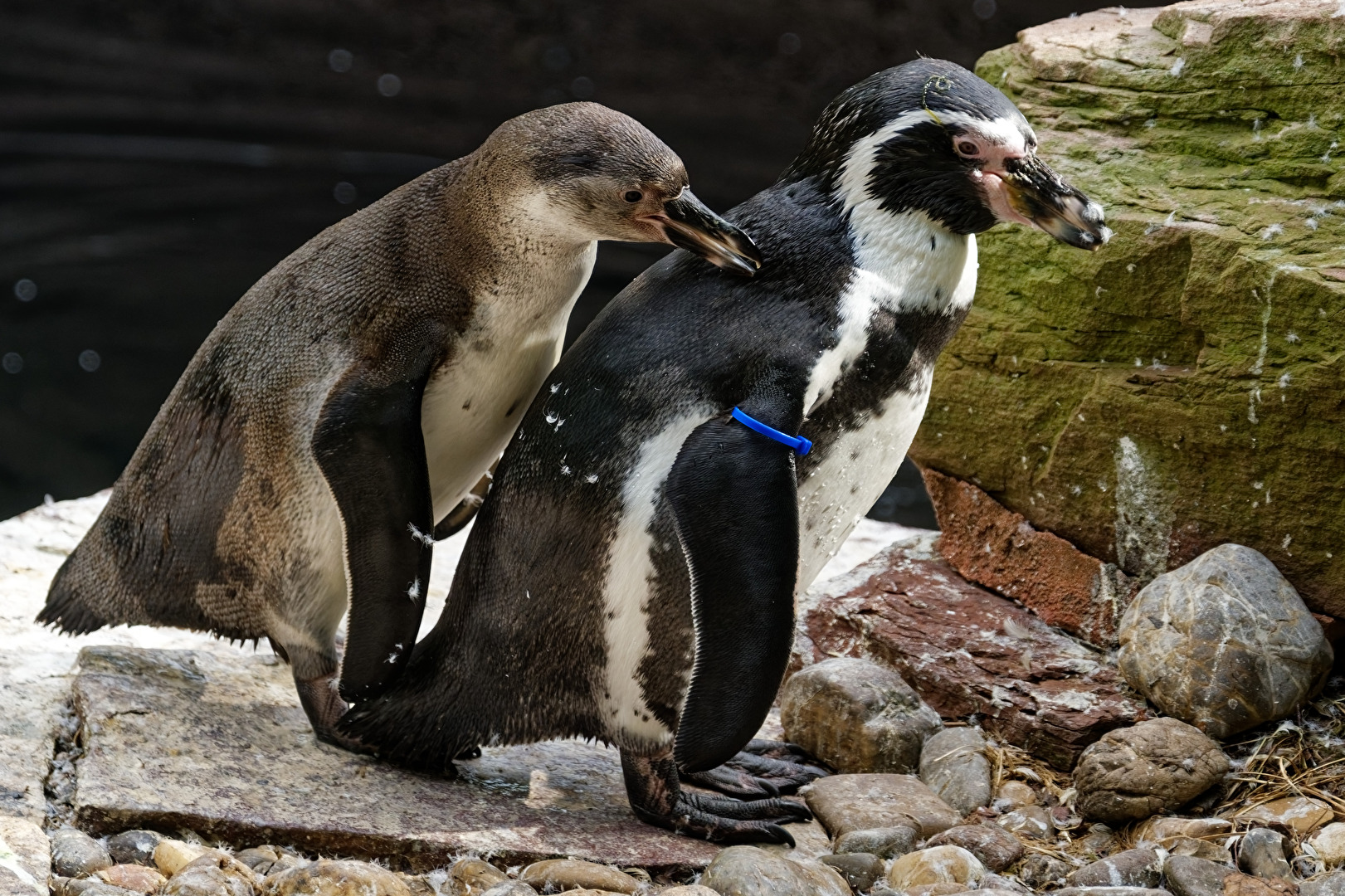 Pinguine