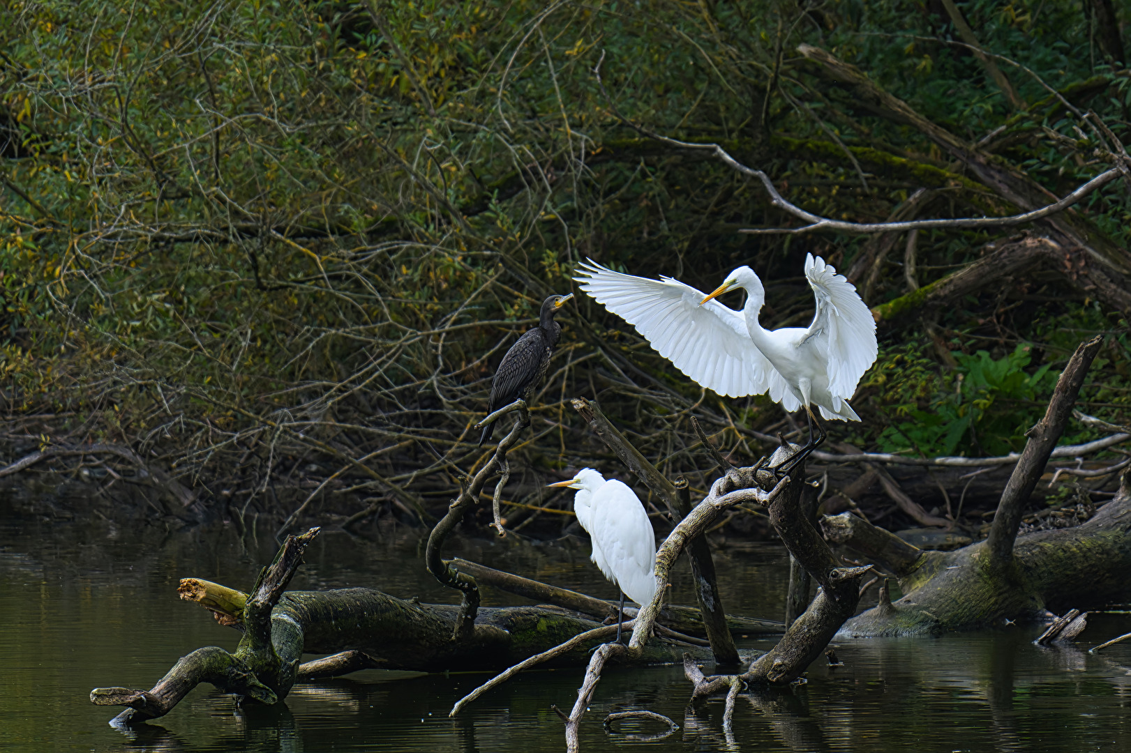 So nehmet auch mich zum Genossen an, Ich sei, gewährt mir die Bitte, In eurem Bunde der Dritte