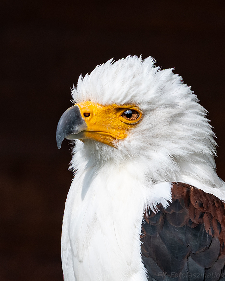 Schreiseeadler - Die Stimme Afrikas.