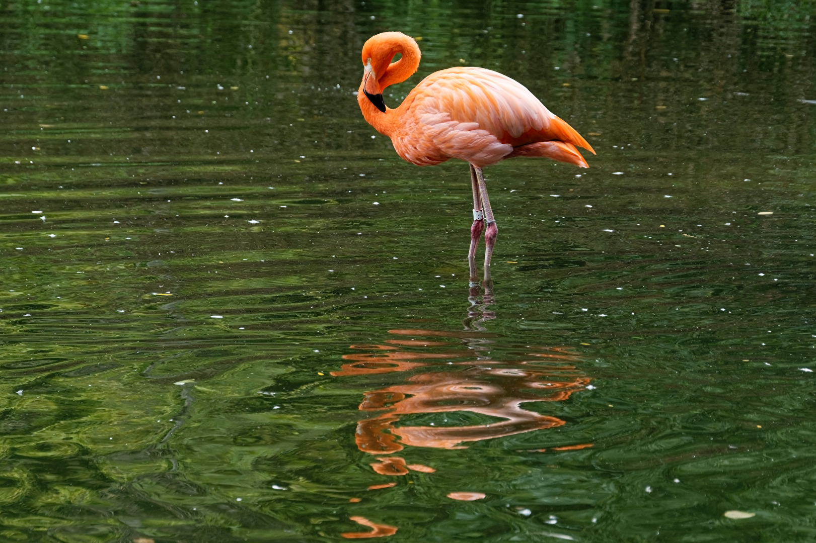 Flamingo