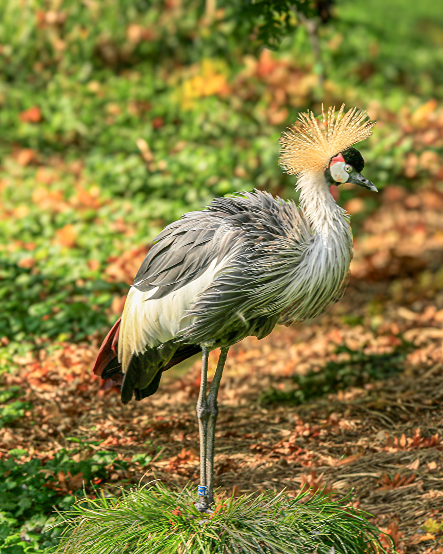 Grauer Kronenkranich  (Vogelpark Marlow)