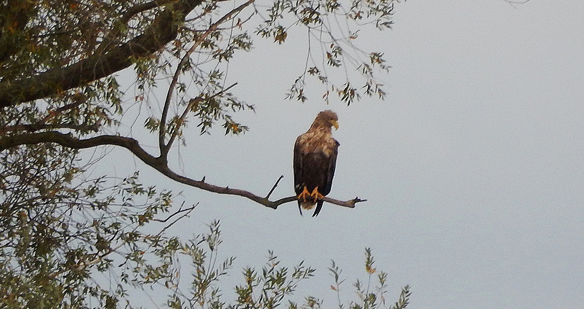 Seeadler an der Elbe
